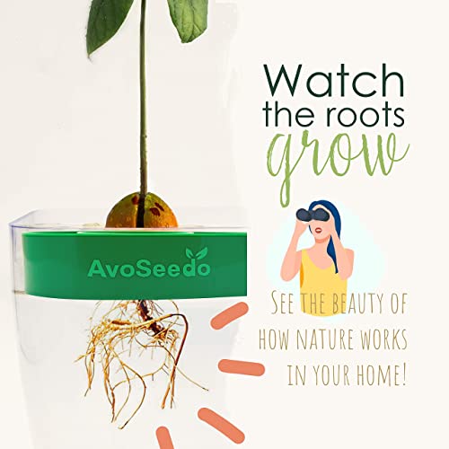 AvoSeedo │ das besondere Garten Geschenk – Den eigenen Avocadobaum pflanzen - 2